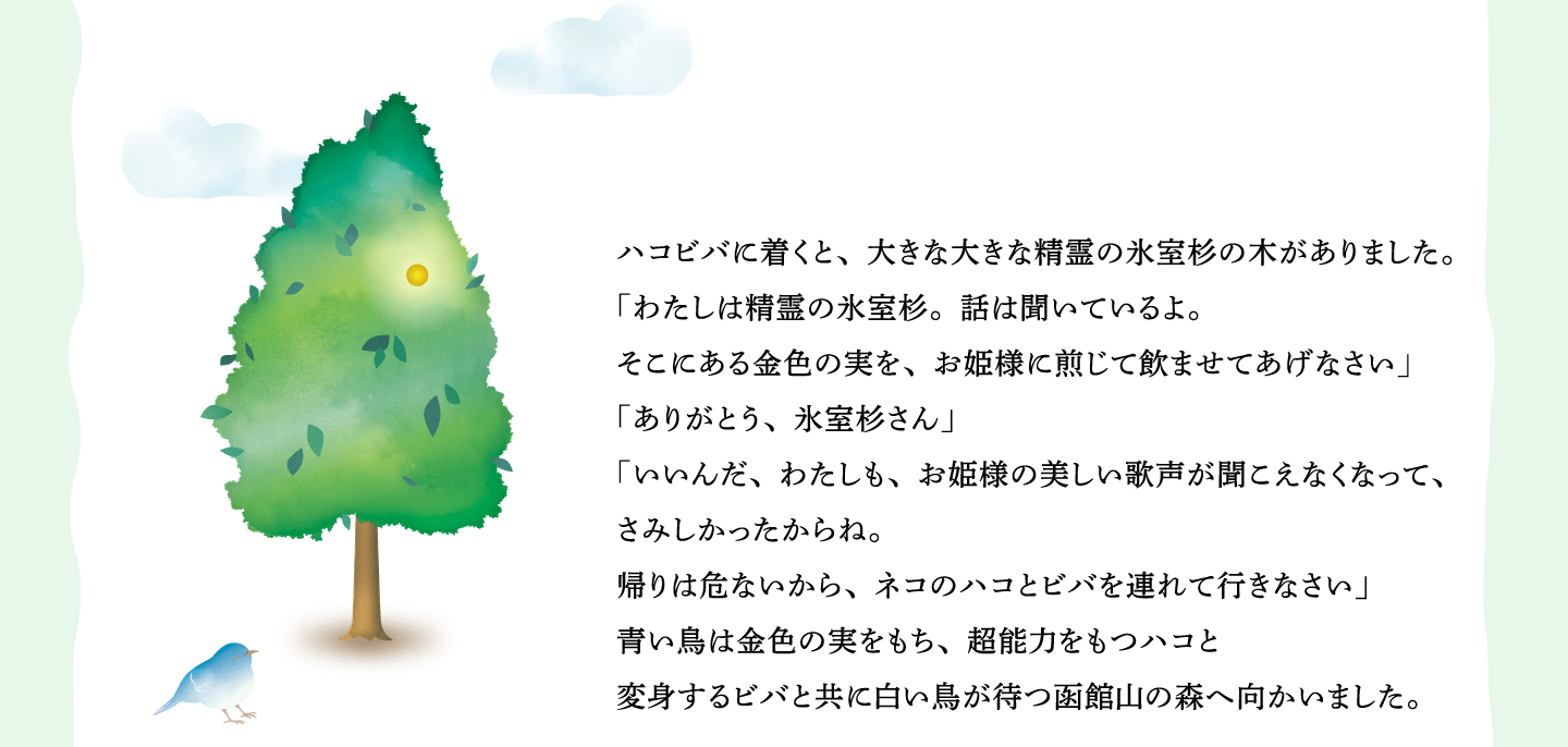 ハコビバに着くと、大きな大きな精霊の氷室杉の木がありました。
「わたしは精霊の氷室杉。話は聞いているよ。
そこにある金色の実を、お姫様に煎じて飲ませてあげなさい」
「ありがとう、氷室杉さん」
「いいんだ、わたしも、お姫様の美しい歌声が聞こえなくなって、
さみしかったからね。
帰りは危ないから、ネコのハコとビバを連れて行きなさい」
青い鳥は金色の実をもち、超能力をもつハコと
変身するビバと共に白い鳥が待つ函館山の森へ向かいました。